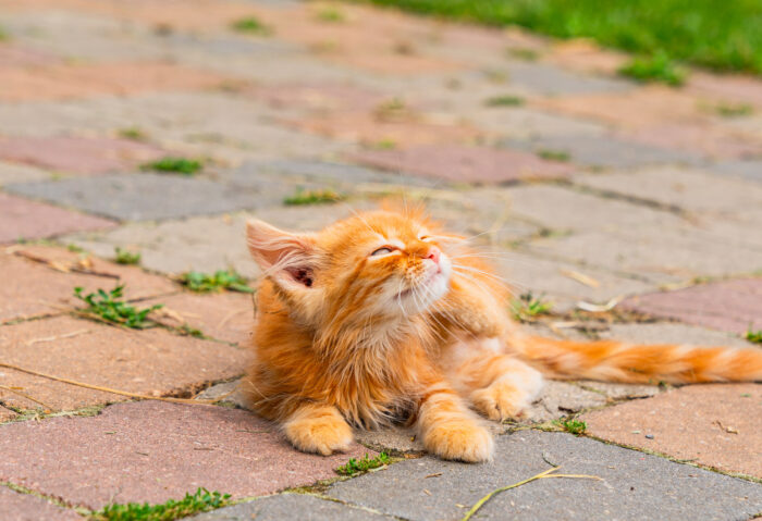 Tiere auf dem Huberhof Tittmoning