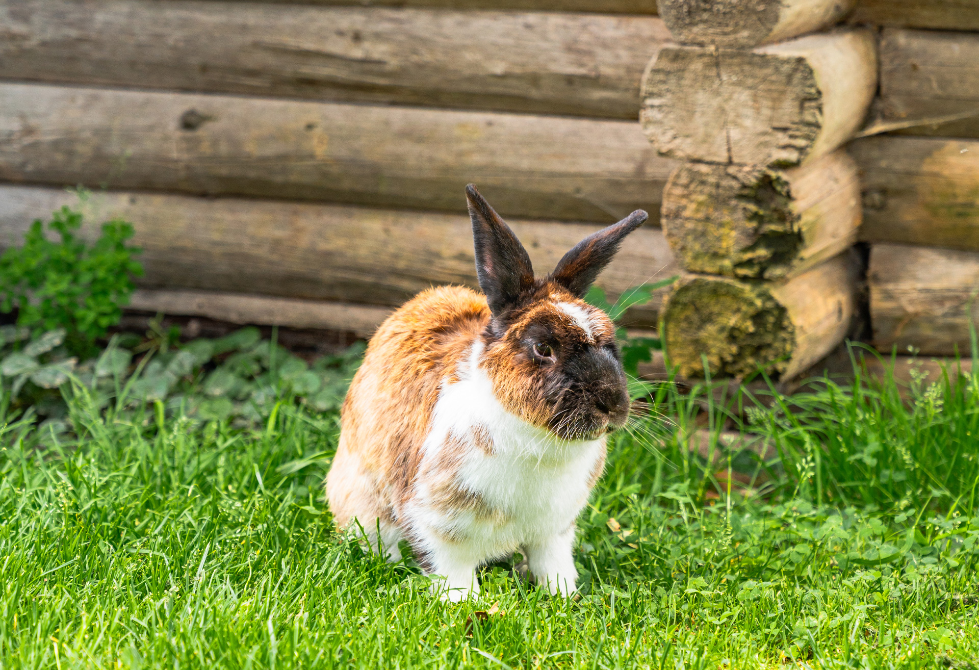 Tierische Erlebnisse Hase Huberhof Tittmoning